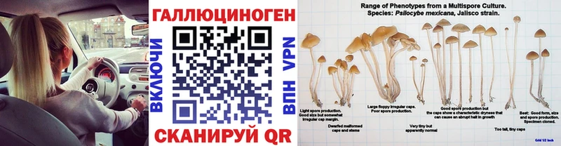 Псилоцибиновые грибы GOLDEN TEACHER  OMG рабочий сайт  Волжск  как найти закладки 
